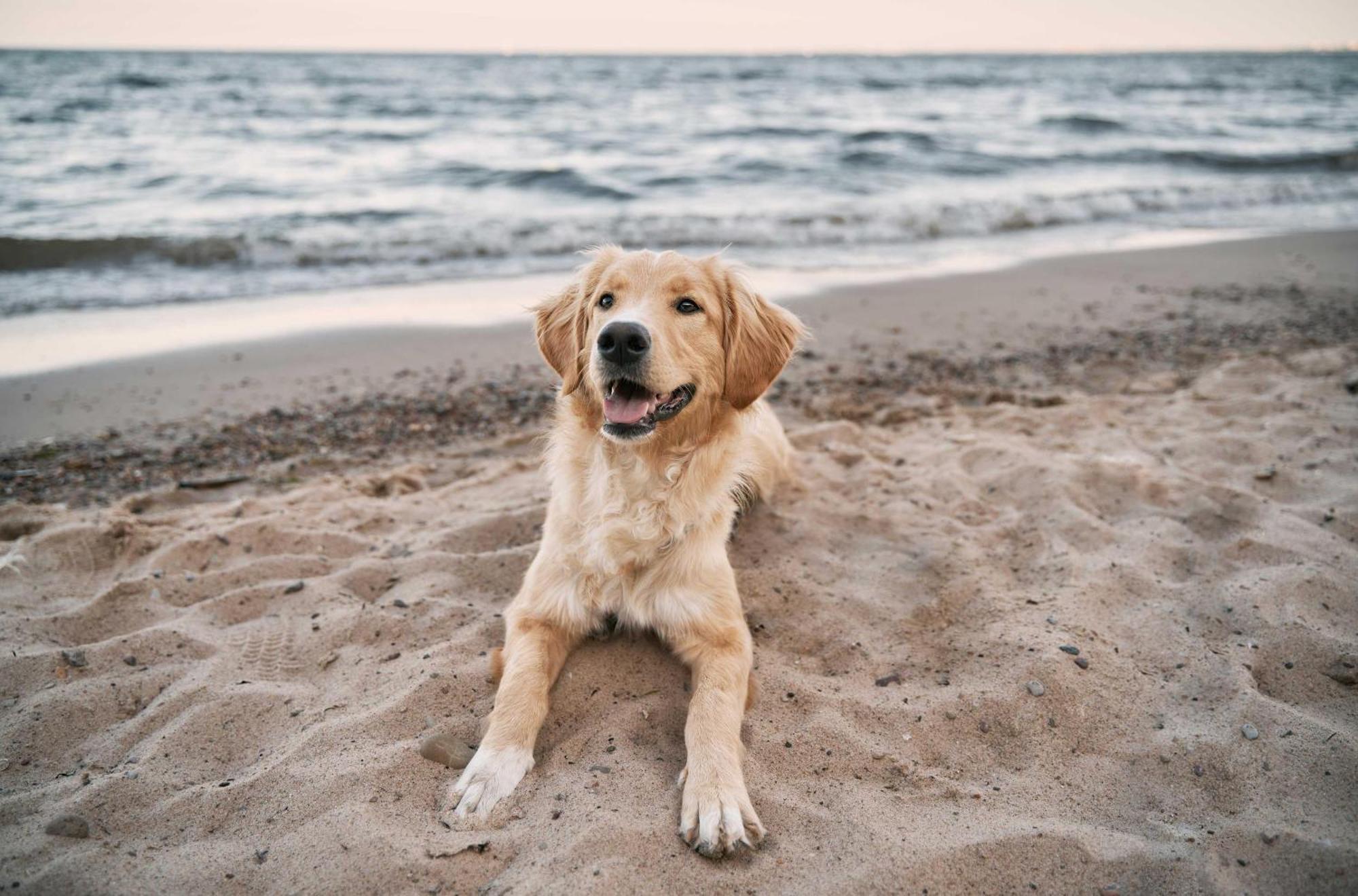 Seehund An Der Seebruecke ツィングシュト エクステリア 写真